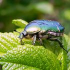 Beetle auf Blatt