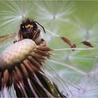 Beetle auf Pusteblume oder: "...nanu, nix süßes mehr?"