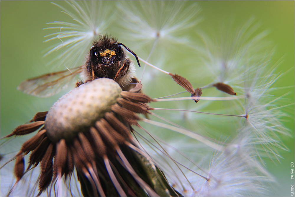 Beetle auf Pusteblume oder: "...nanu, nix süßes mehr?"