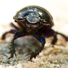 Beetle frontal