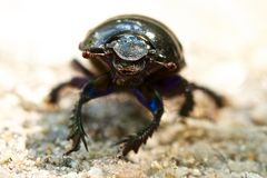 Beetle frontal