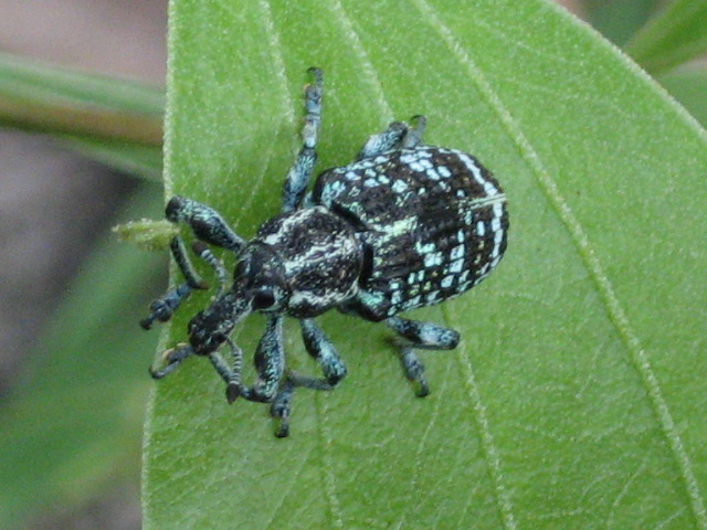 Beetle i saw in Australia