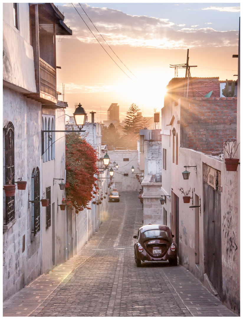 Beetle in Arequipa, Peru