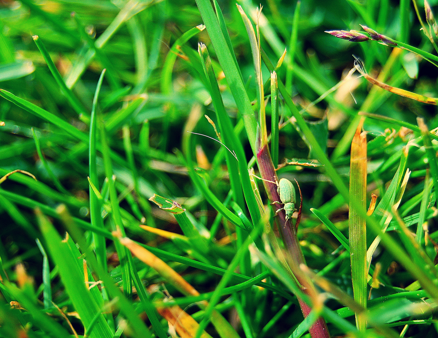 Beetle in the Grass