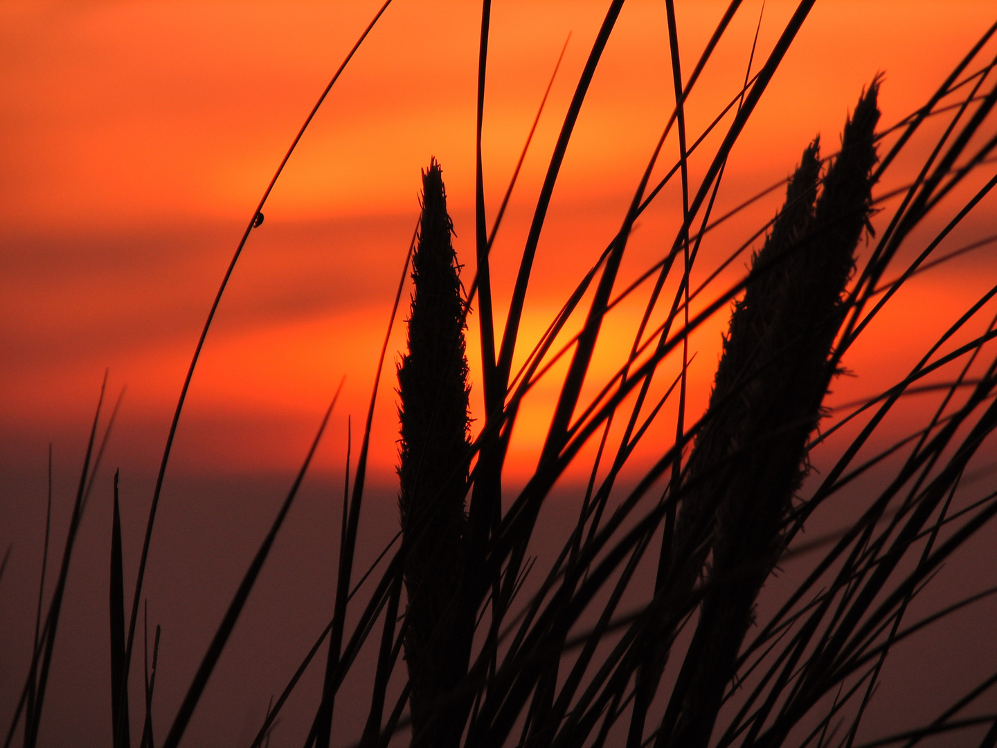 beetle in the sunset