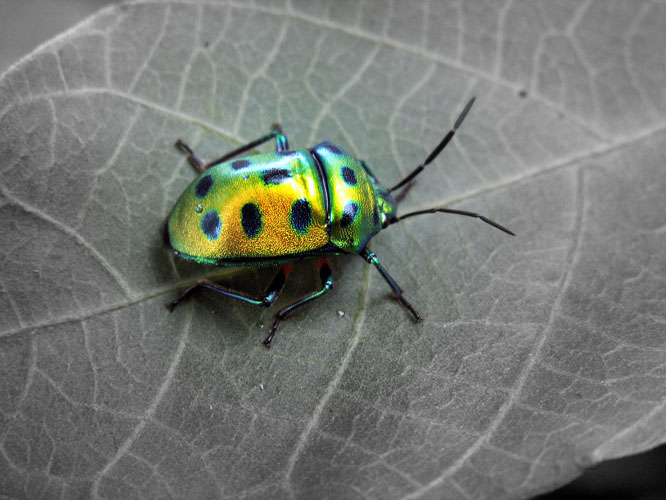 Beetle, India