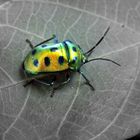 Beetle, India