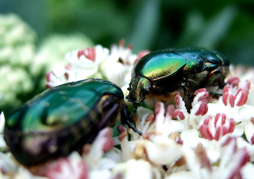 beetle love