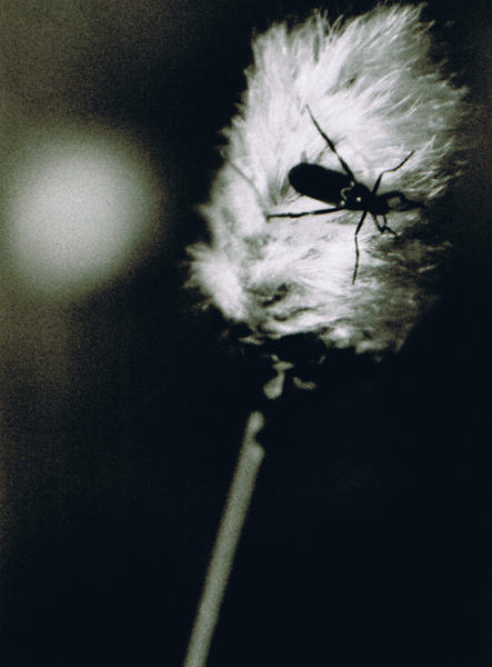 Beetle on Bog Cotton