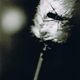 Beetle on Bog Cotton