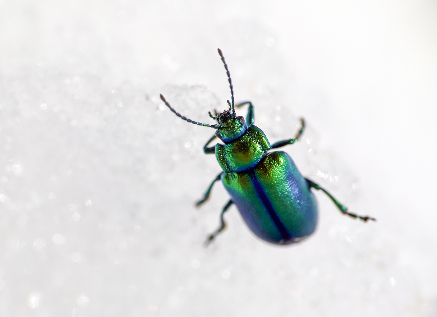 Beetle on ice.....