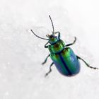 Beetle on ice.....