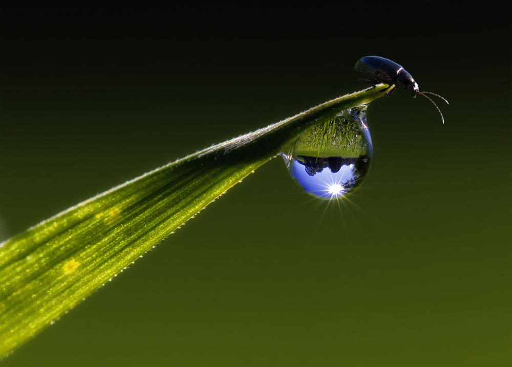 Beetle on the top