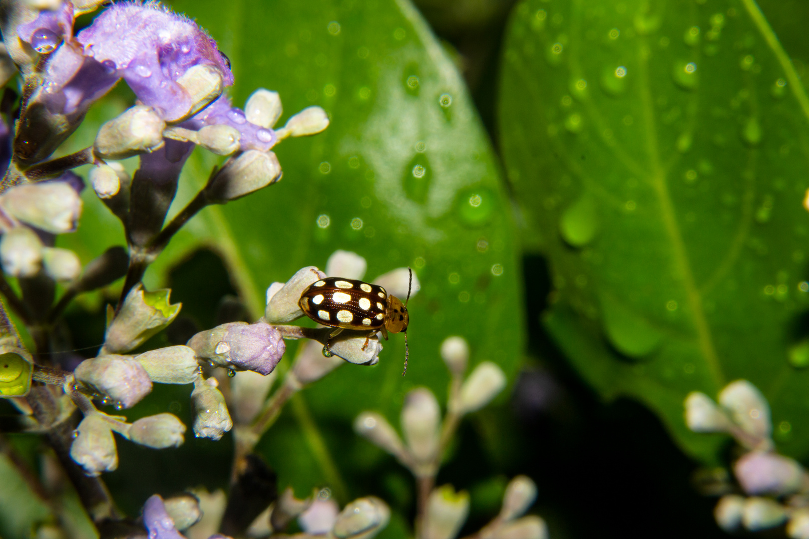 Beetle on Vitex rotundifolia