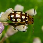 Beetle on Vitex rotundifolia