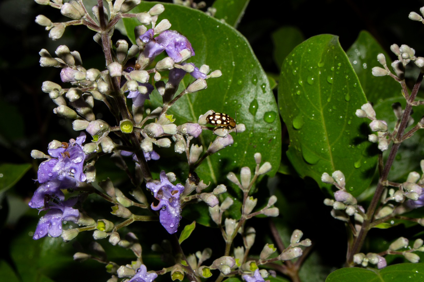 Beetle on Vitex rotundifolia