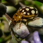 Beetle on Vitex rotundifolia