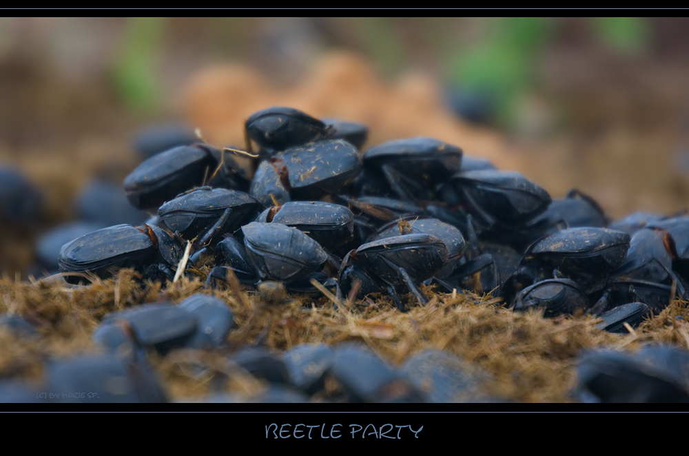 °° Beetle Party °°