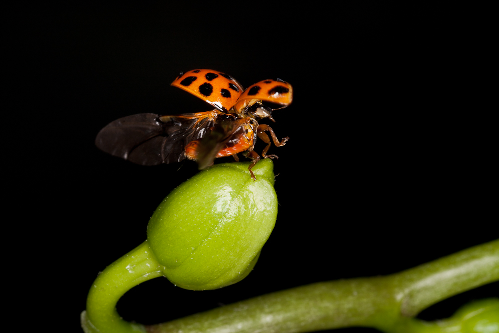 Beetle ready for take off_1