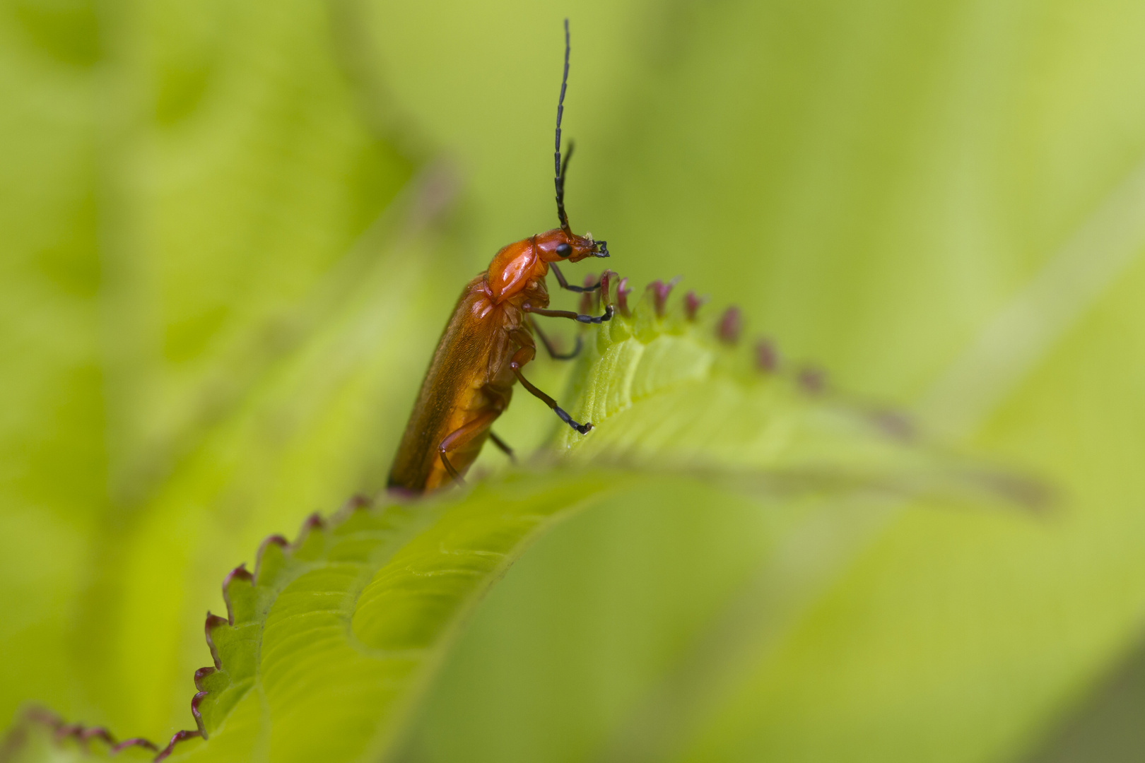 Beetle (Rhagonycha fulva)