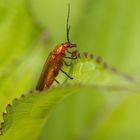 Beetle (Rhagonycha fulva)