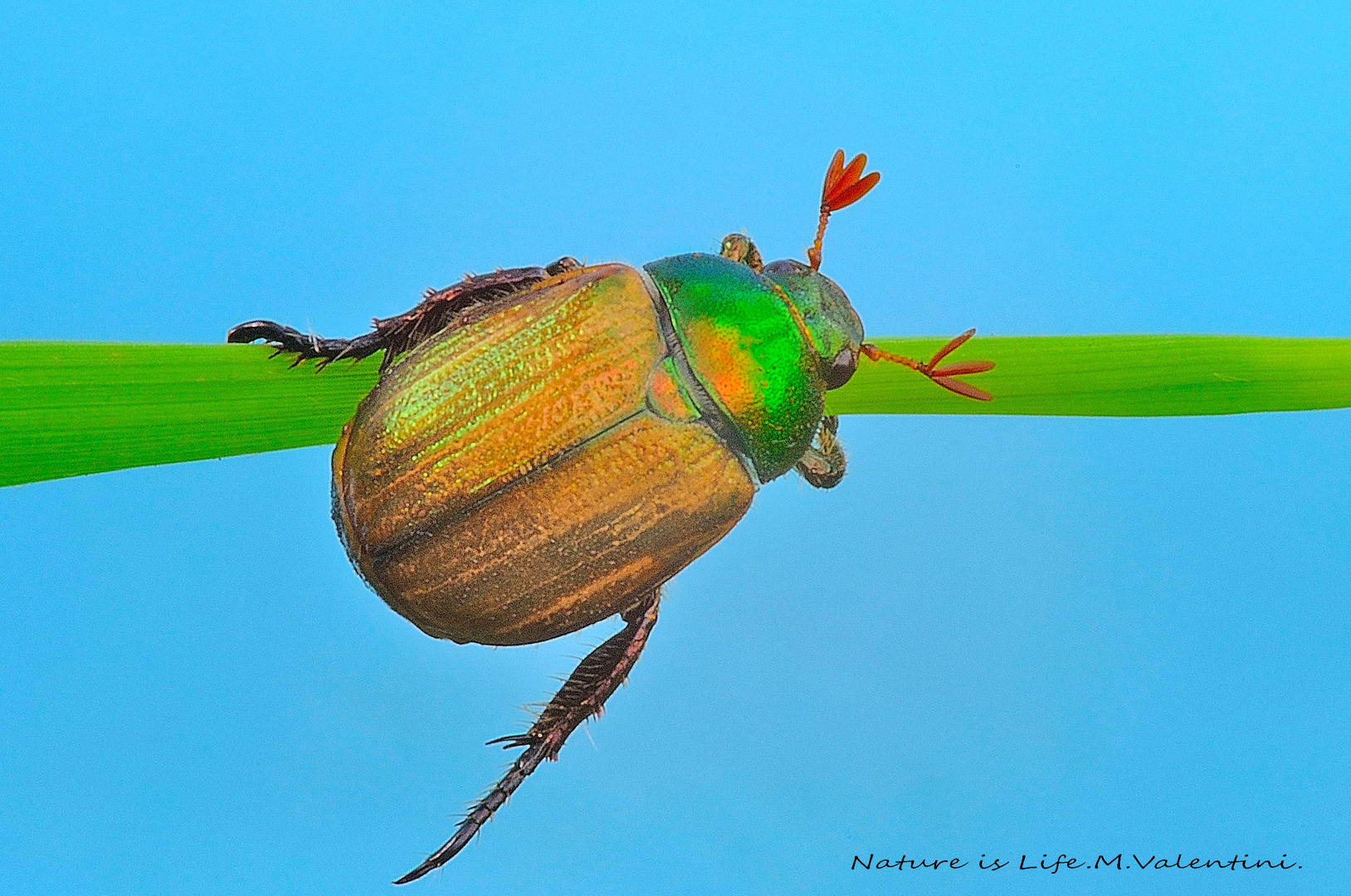 Beetle (Scarabeo)