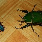 beetles