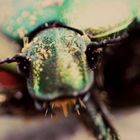 Beetle's Eyes