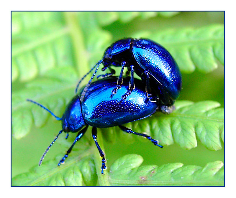 * Beetles in Love *