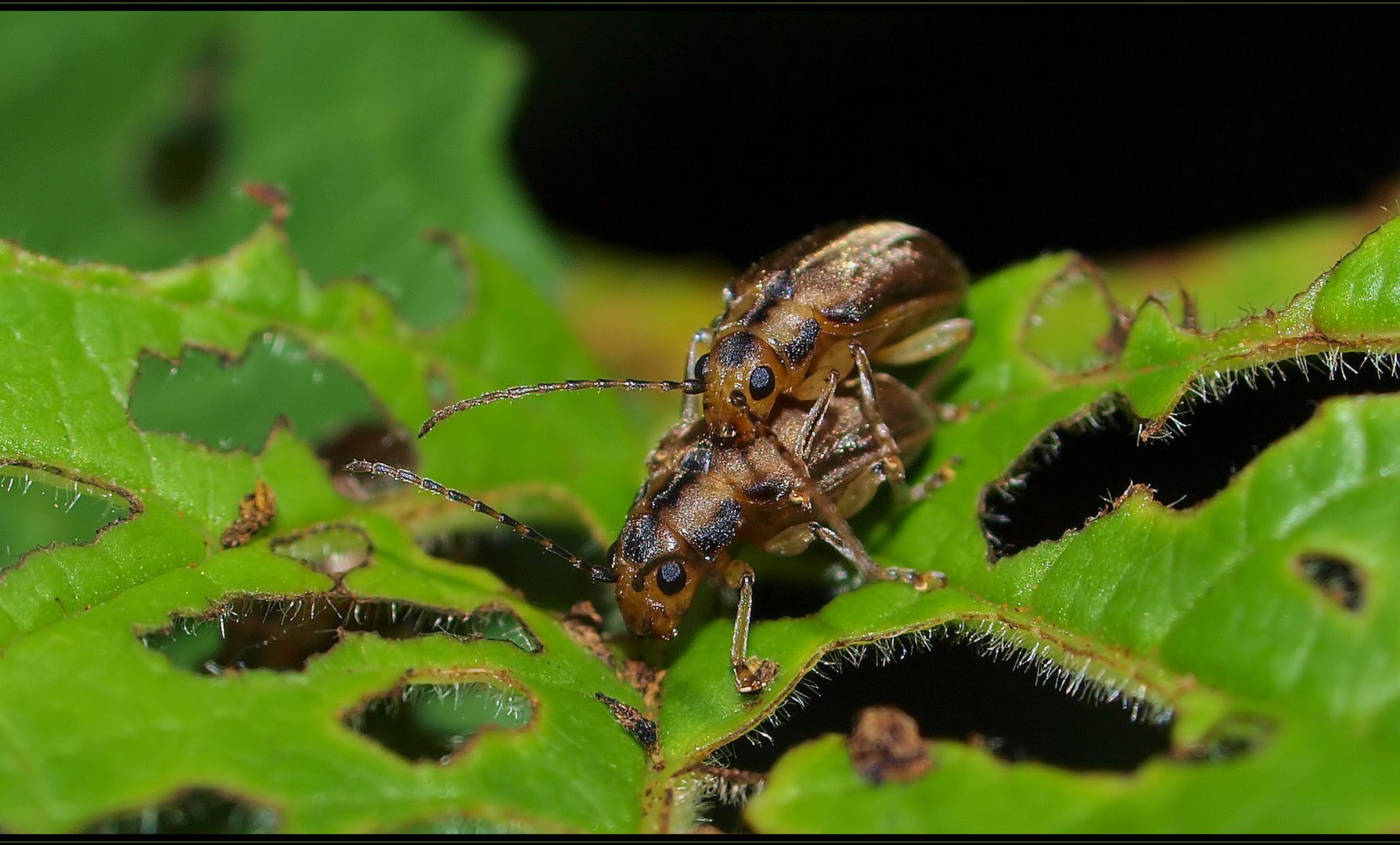 Beetles in Love