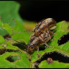 Beetles in Love