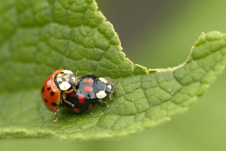 Beetles in Love