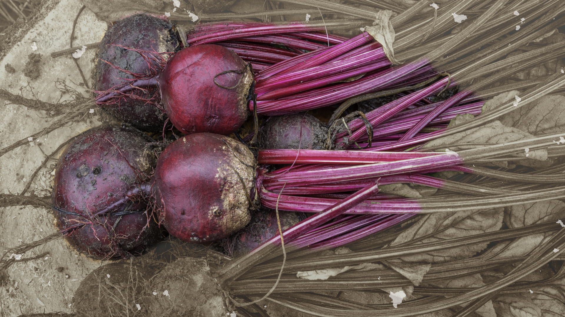 Beetroot