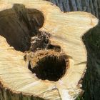 befallenes Lindenholz