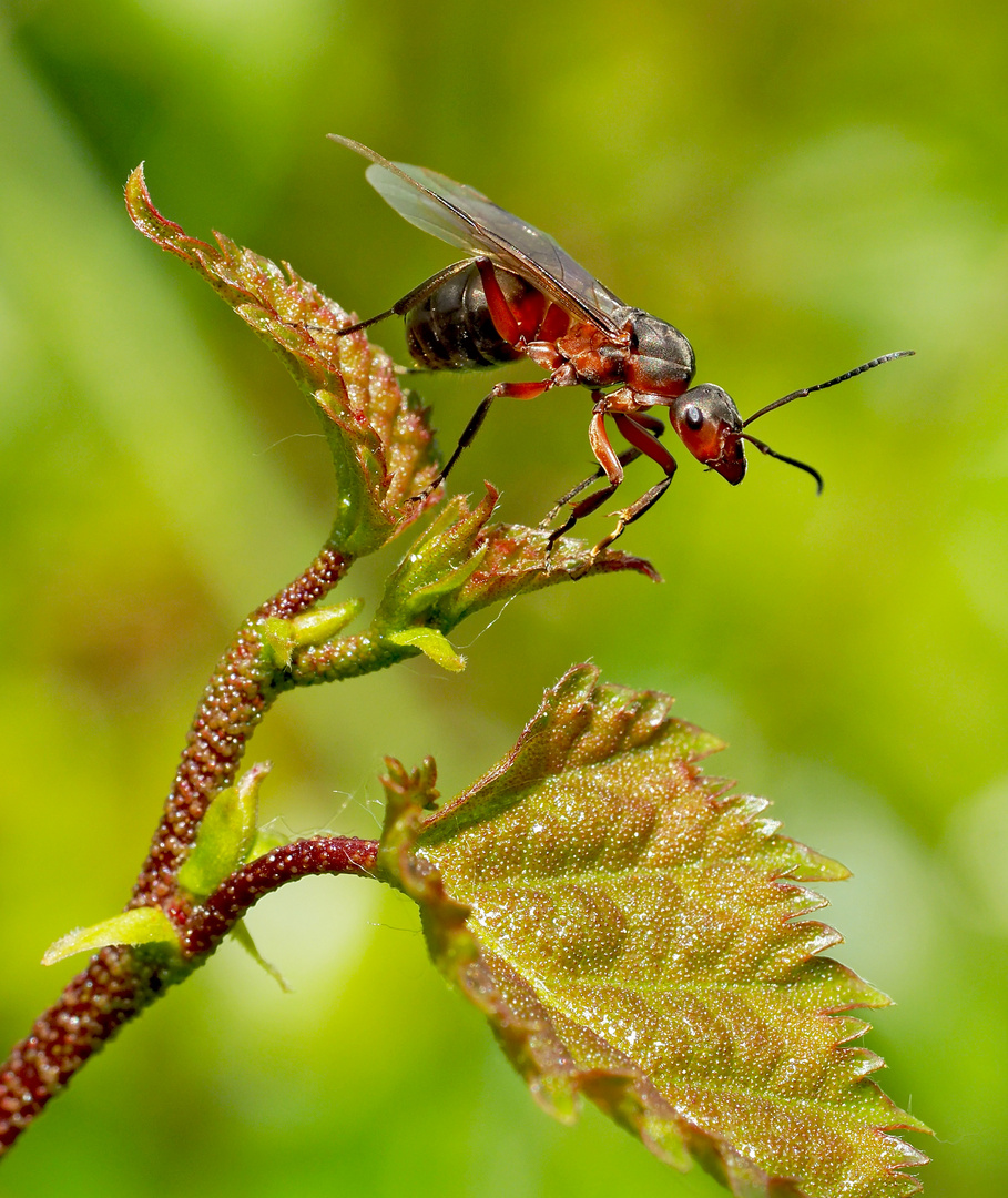 Beflügelte Rote Waldameise (Formica rufa).