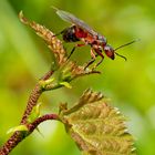 Beflügelte Rote Waldameise (Formica rufa).