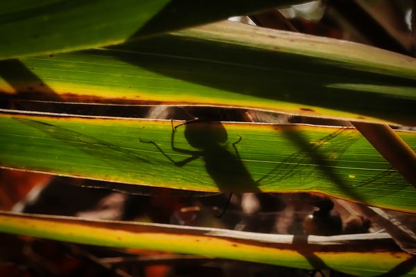 Beflügelter Schatten