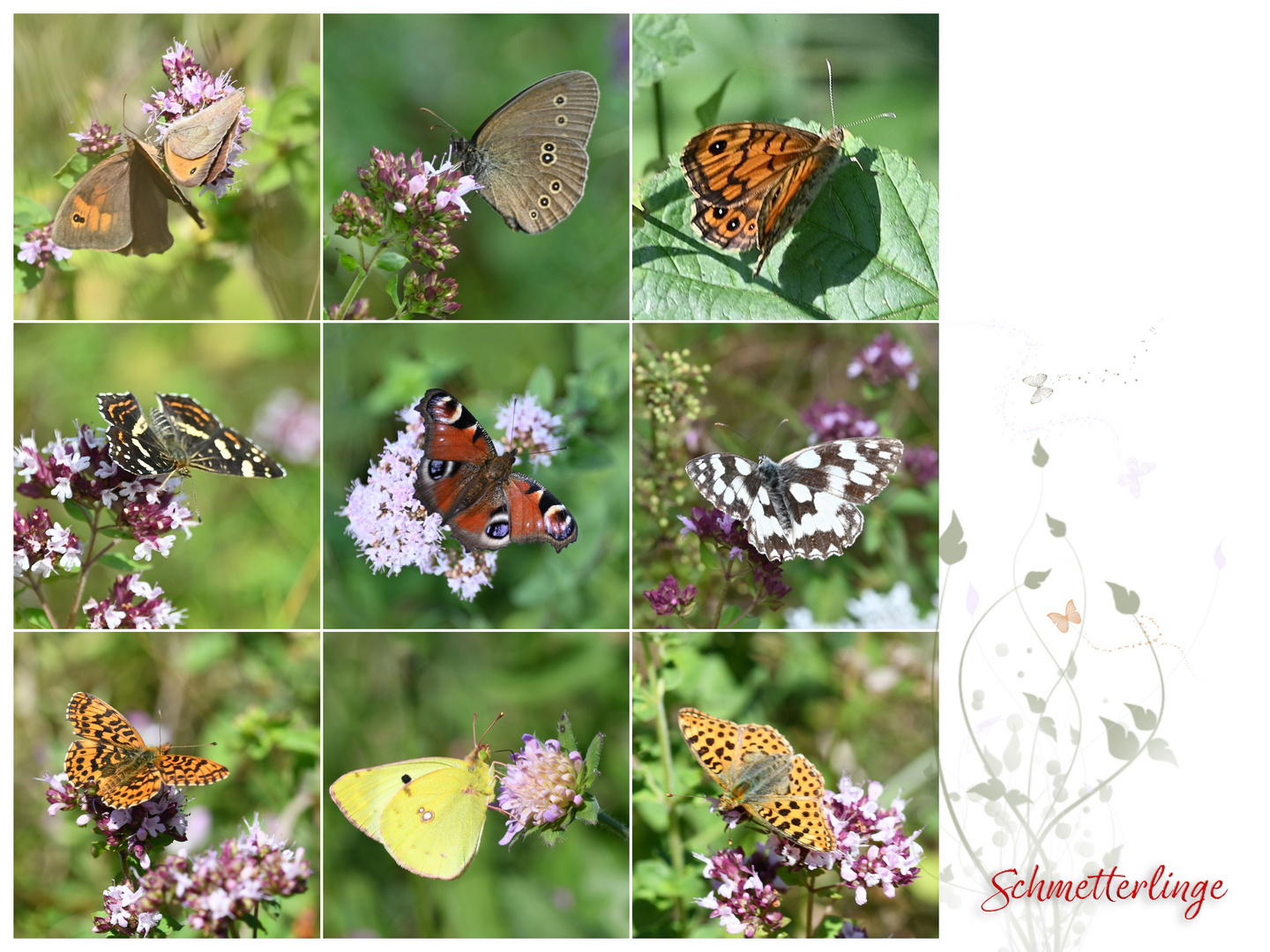 beflügelter Sommer