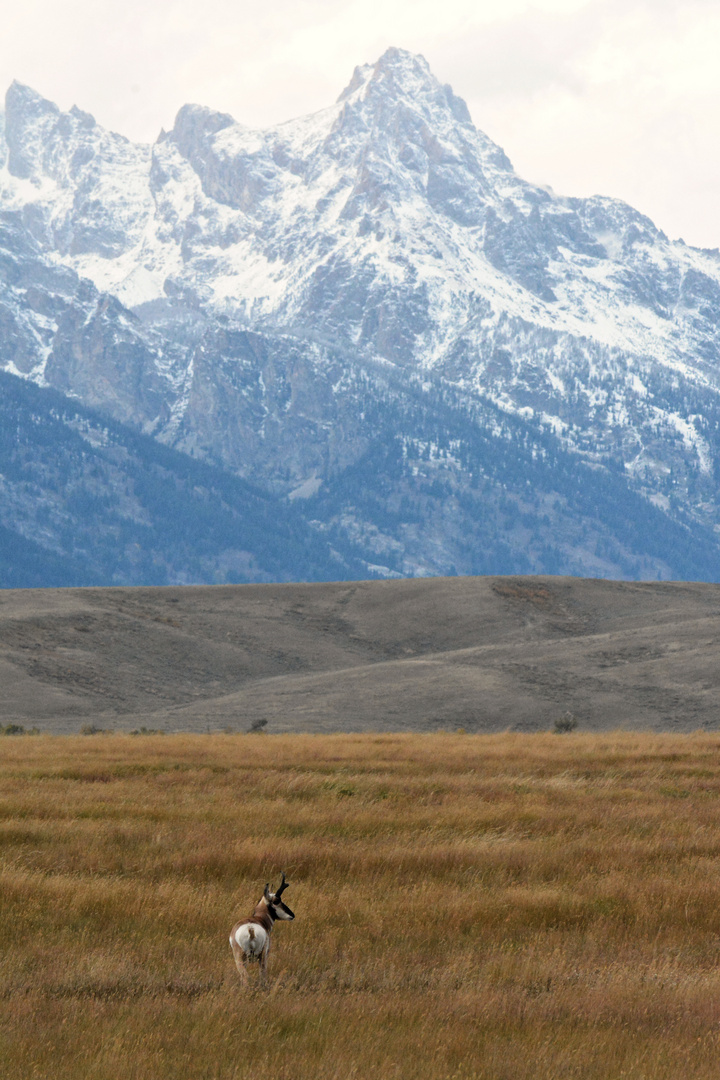 ..before the snow storm.. (pronghorn/Gabelantilope)