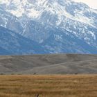 ..before the snow storm.. (pronghorn/Gabelantilope)