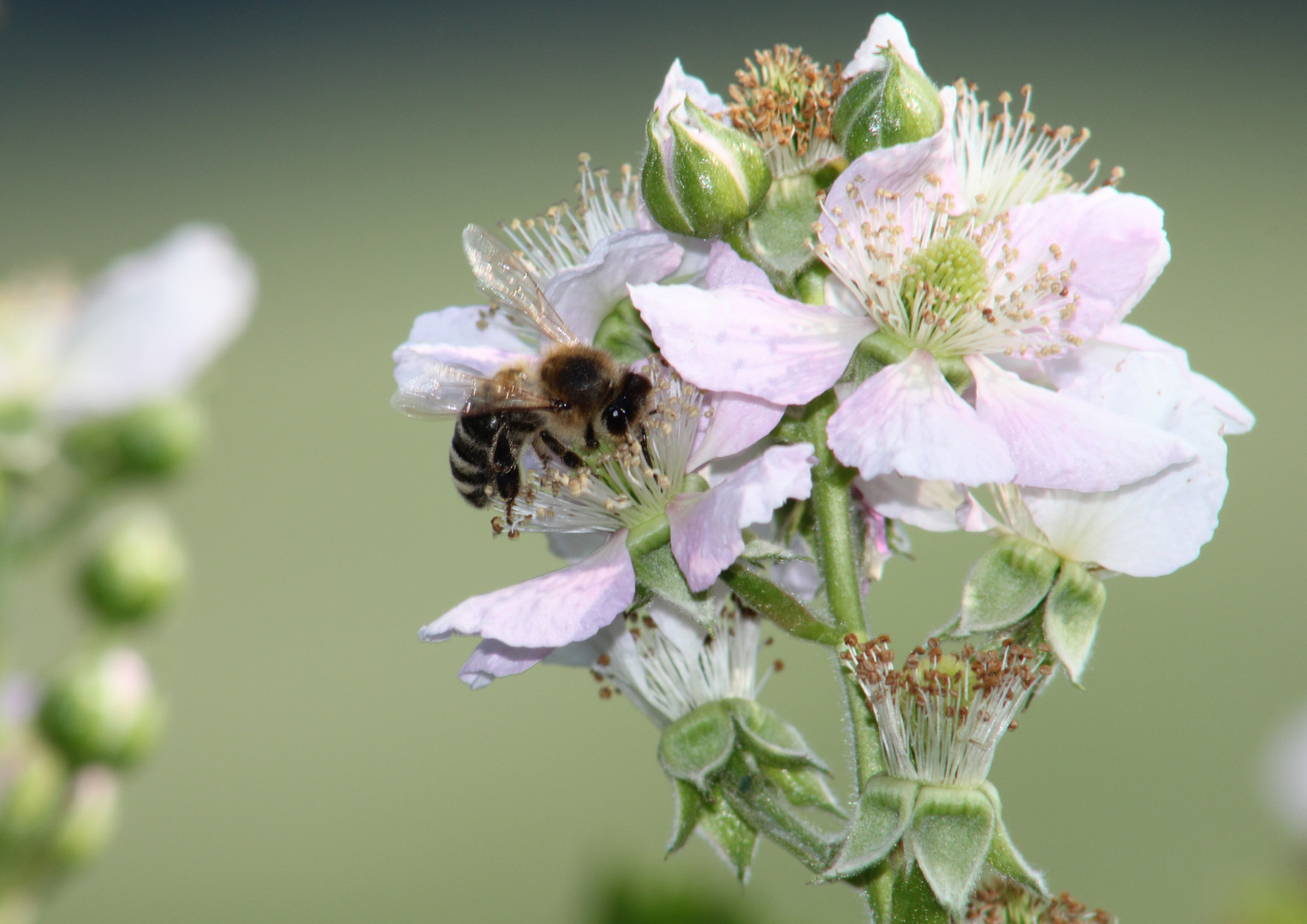 Befruchtung der Brombeerblüten