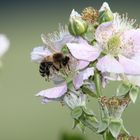 Befruchtung der Brombeerblüten