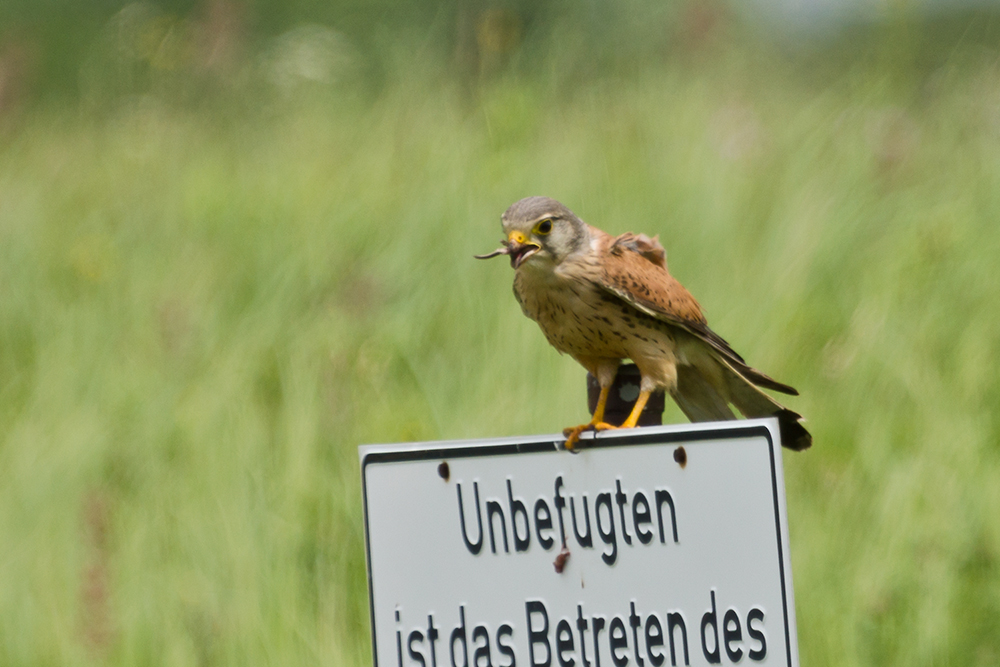 Befugter Turmfalke