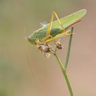 Befusselt (Tettigonia viridissima, Großes Grünes Heupferd)