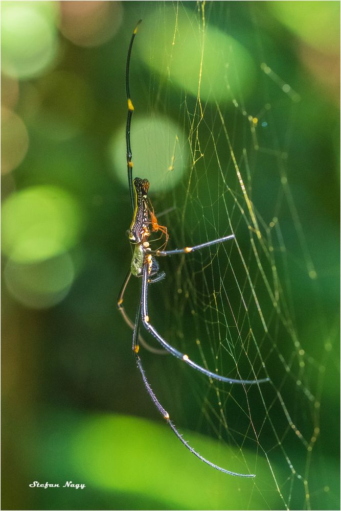 Begattung Riesenradnetzspinne