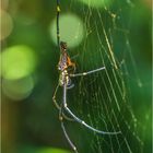 Begattung Riesenradnetzspinne