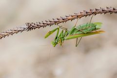 Begattungsmahl oder Kopf ab