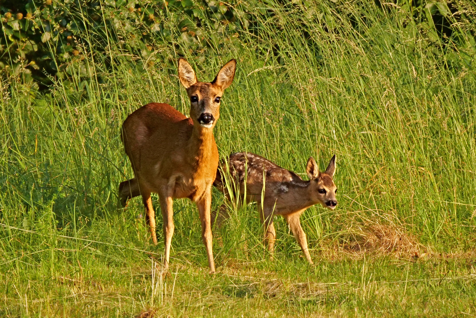 Begegnung am Abend