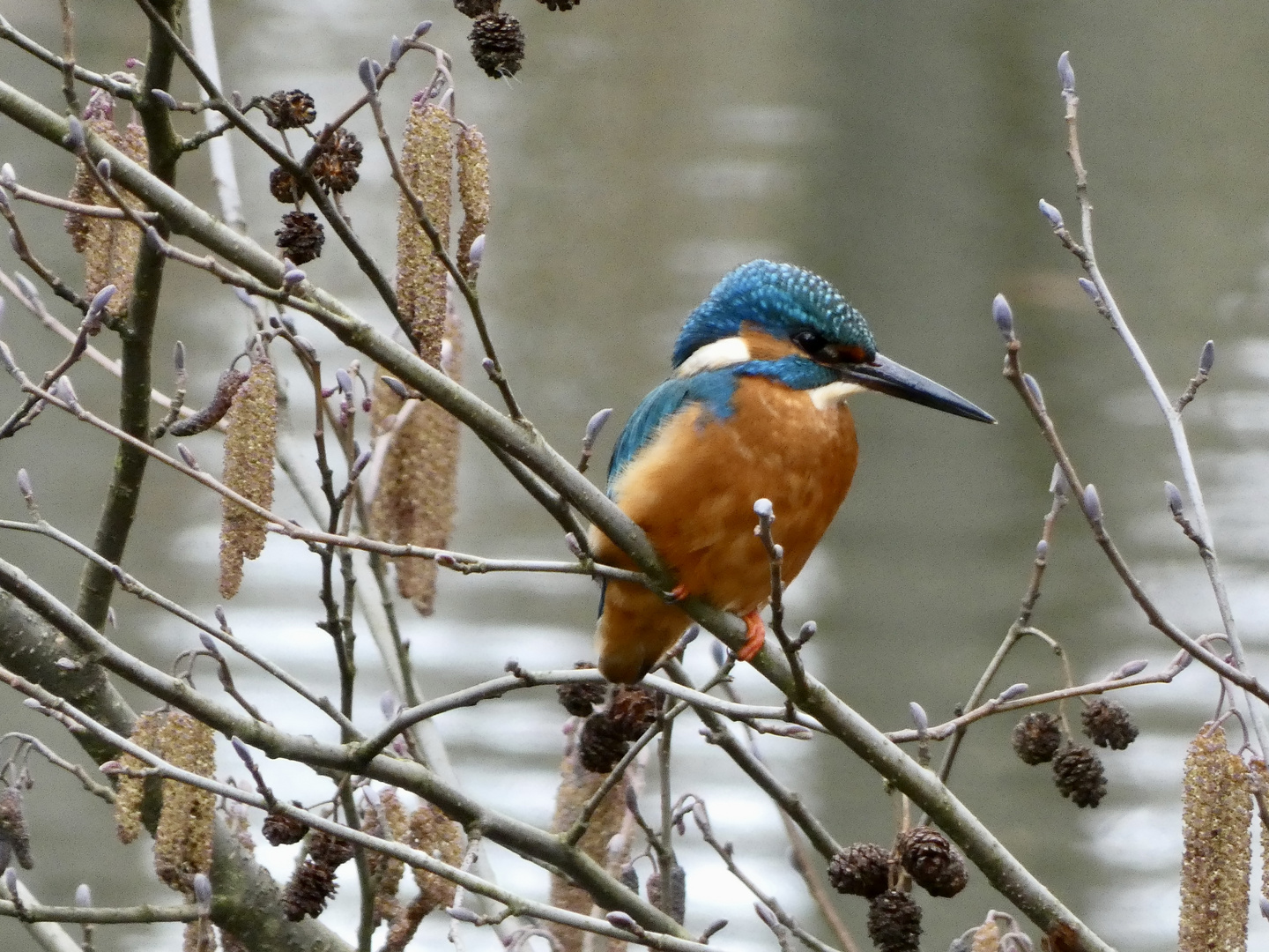 Begegnung am alten Kanal…….