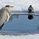 Begegnung am Eisloch